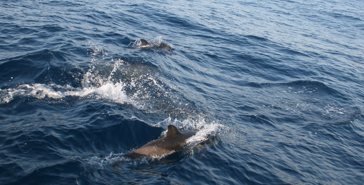 Delfinmöten