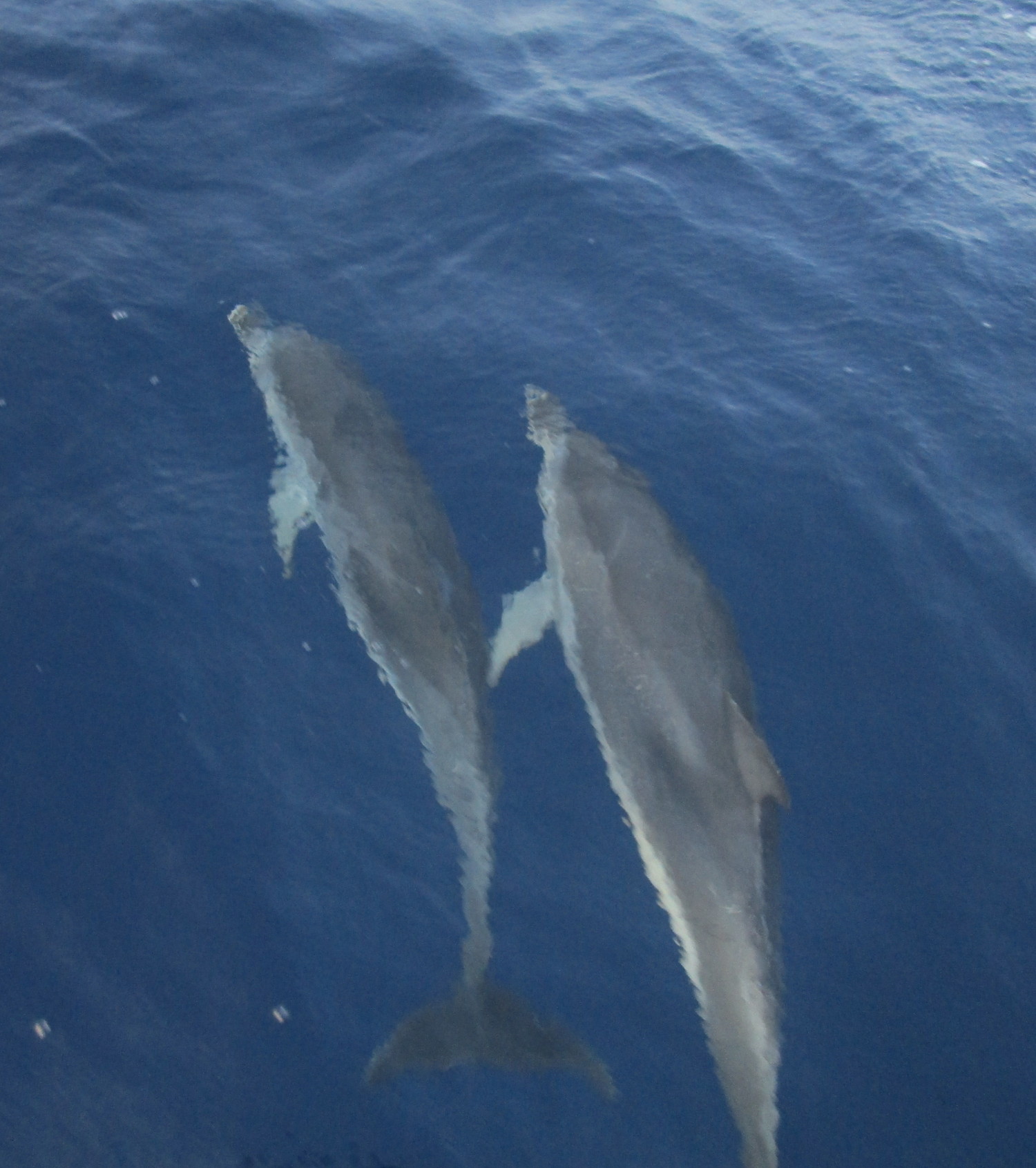 Fria delfiner som leker med Anna Lisa