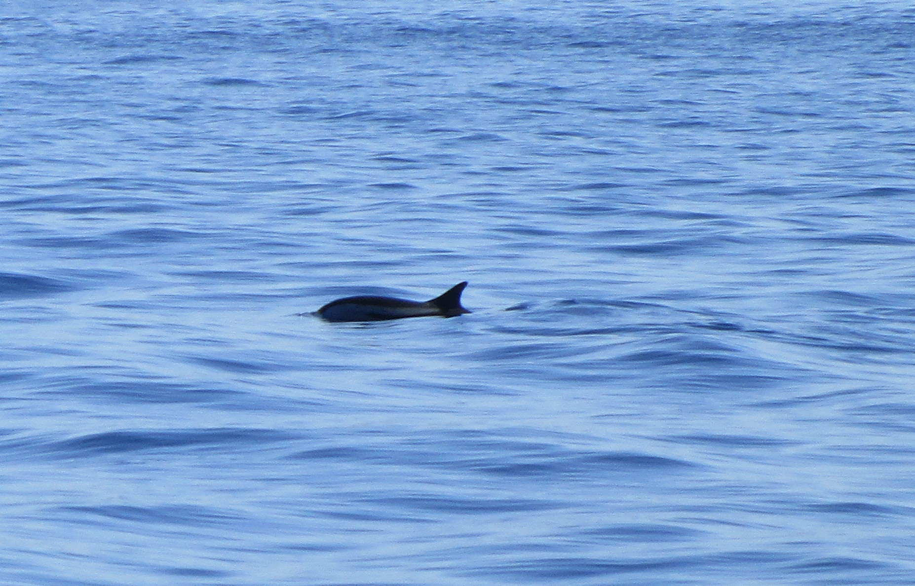 Svart delfin
