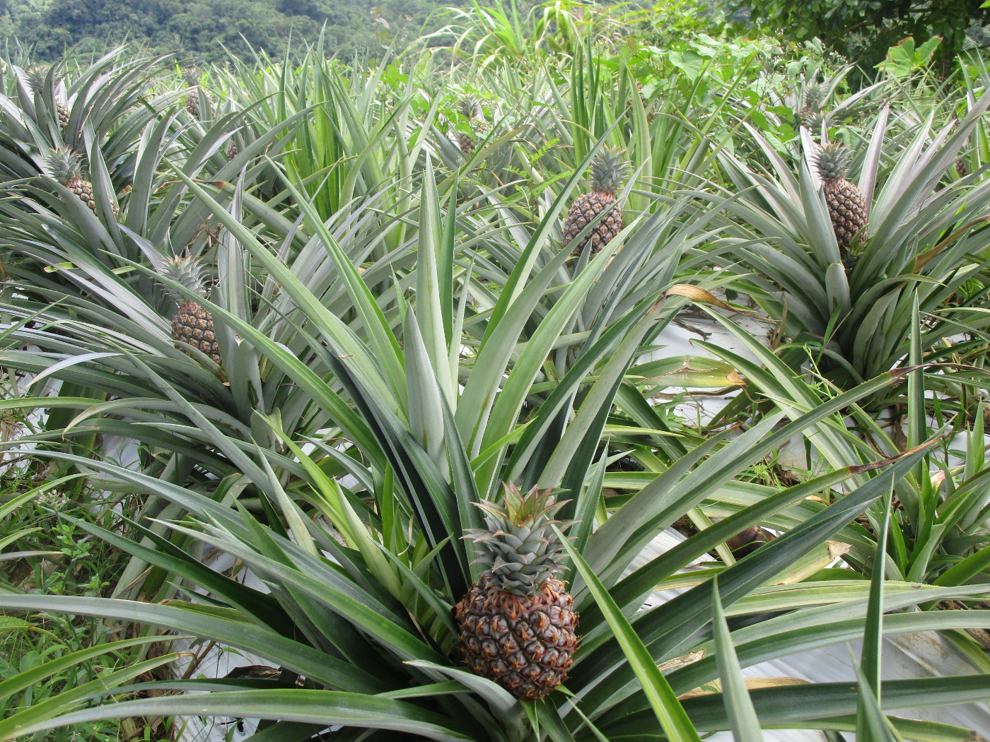 En ananas per planta 