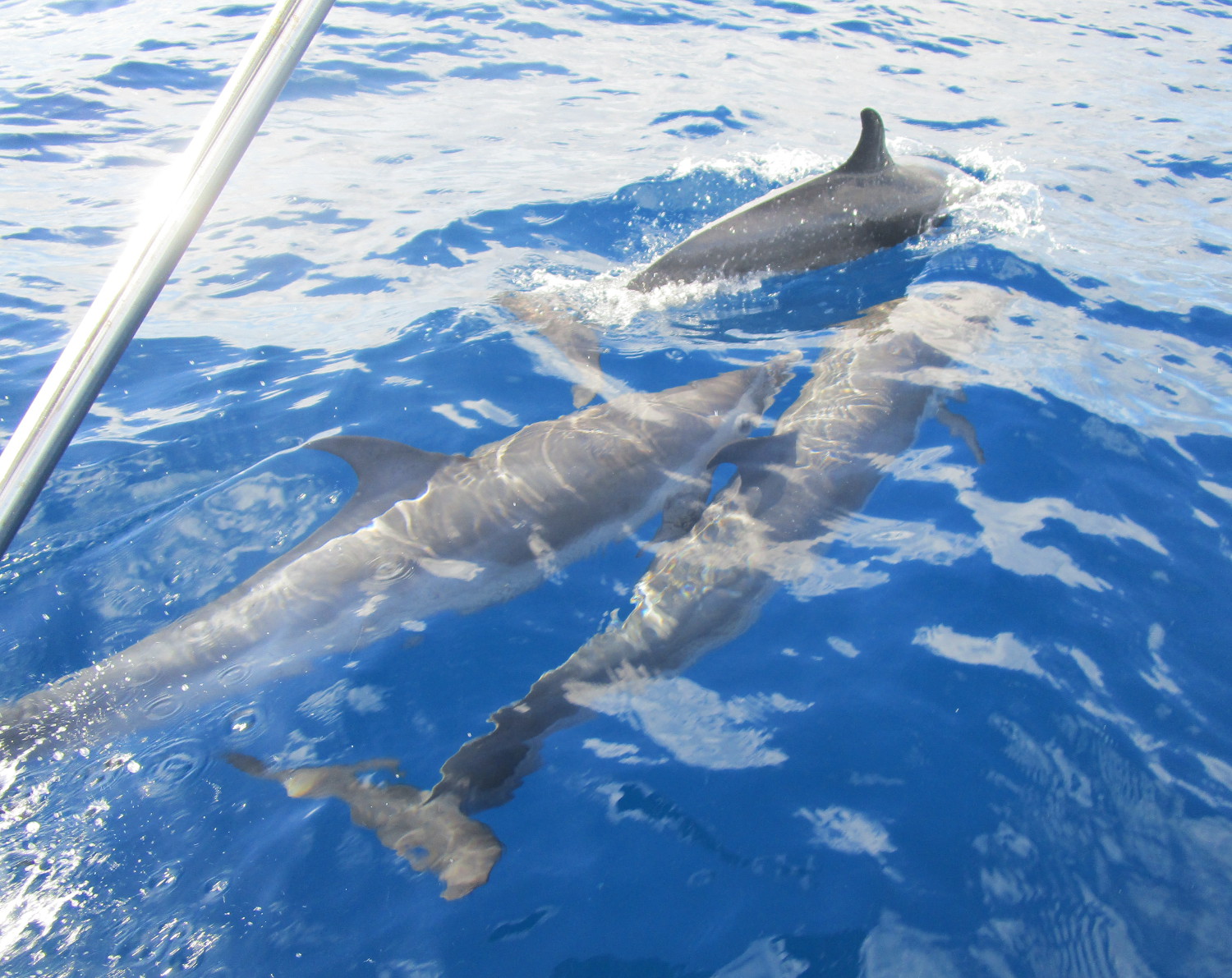 Dessa härliga delfiner mötte upp oss precis utanför St.Lucia
